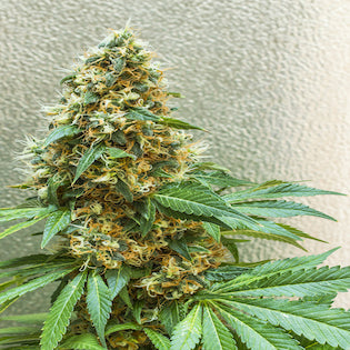 Lineage Genetics - PineQueen Haze #14