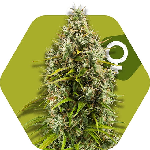 Zambeza Seeds - Pineapple Express