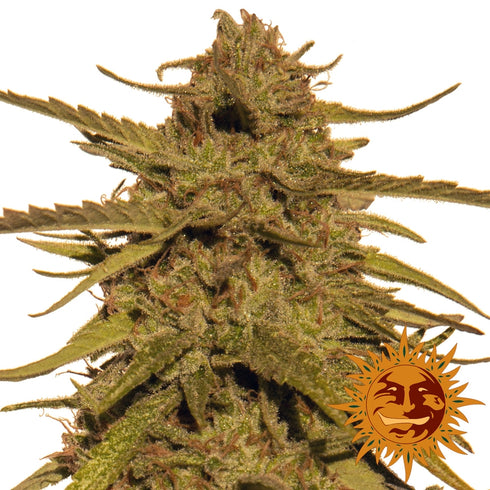 Barney's Farm Seeds - Pineapple Haze