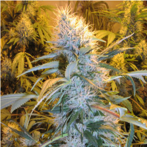 Flying Dutchmen - Pineapple Punch