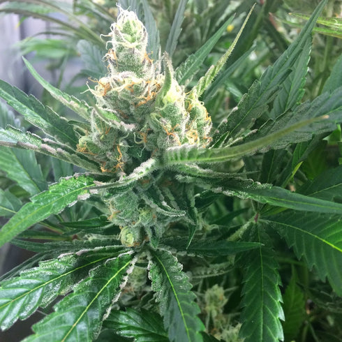 Mosca Seeds - Pink Lemon-Aid