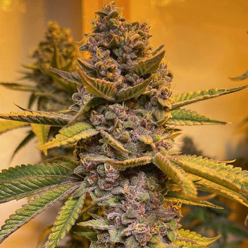 Conscious Genetics - Pink Mintz