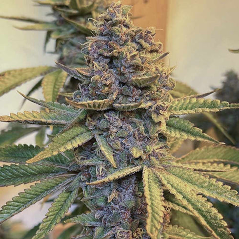 Conscious Genetics - Pink Mintz