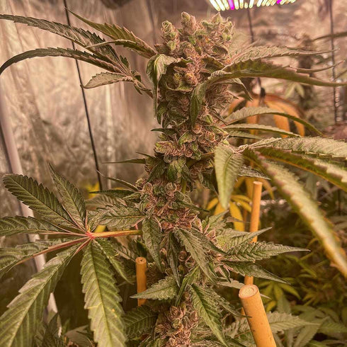 Conscious Genetics - Pink Waferz