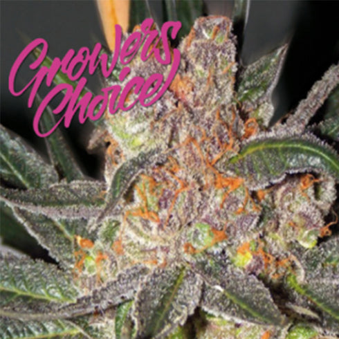 Growers Choice - Pink Crystals