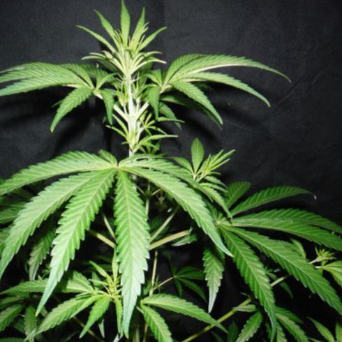 Mr Nice Seedbank - Pink Floyd (Critical Mass x Haze AC)