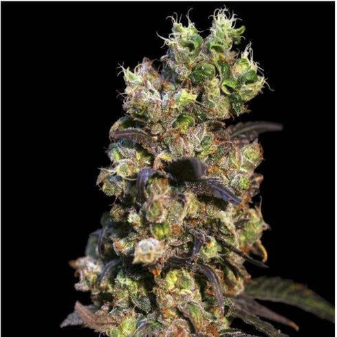Eva Seeds - Pink Plant