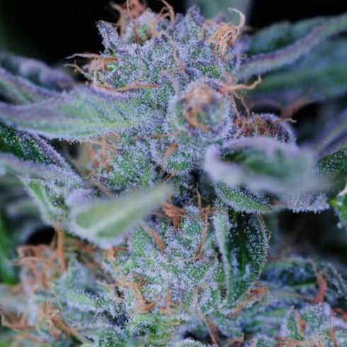 Subcool Seeds/TGA Genetics - Plushberry