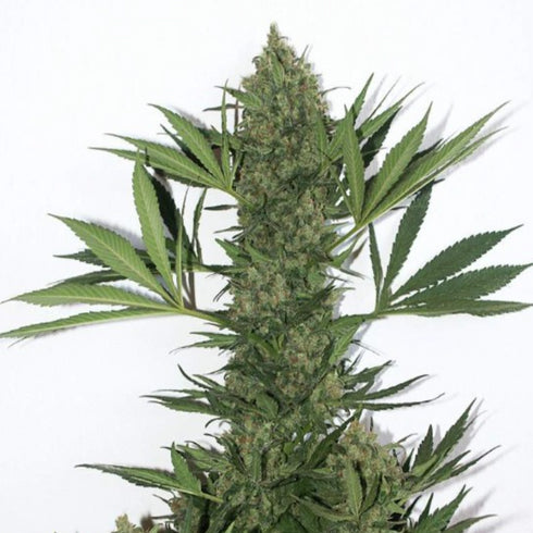 Mandala Seeds - Point of No Return