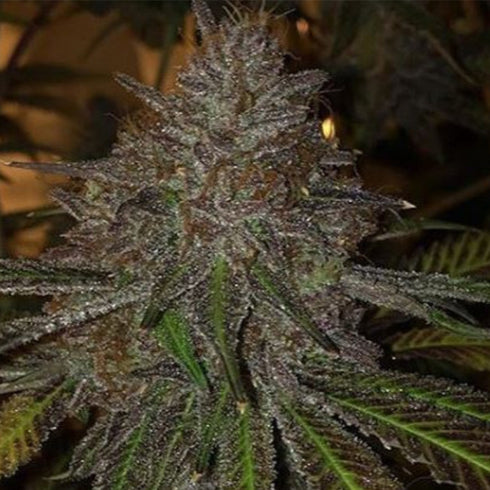 BC Bud Depot - Pope Von Dank