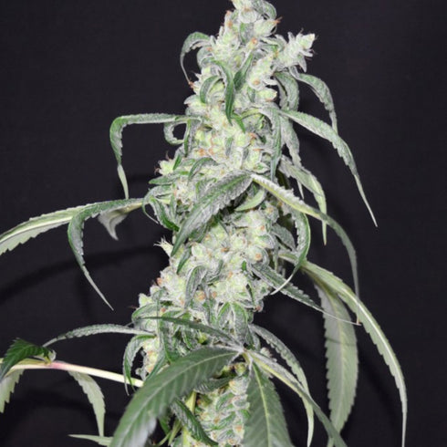 Pot Valley Seeds - Crystal Sherbet