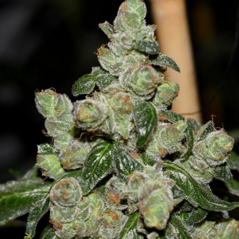 Pot Valley Seeds - Dark Energy