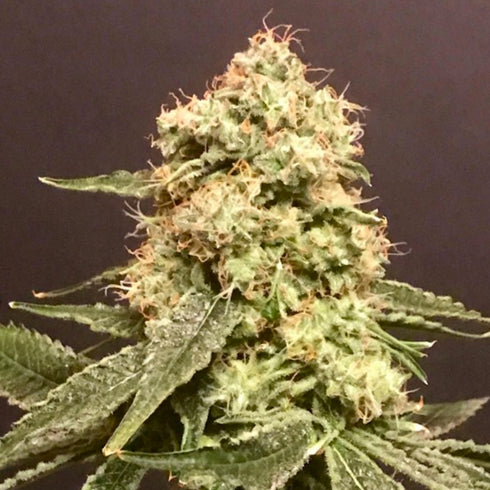 Pot Valley Seeds - Frosty Purps