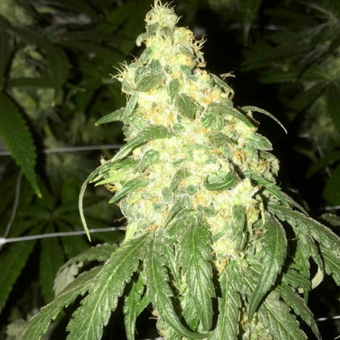 Pot Valley Seeds - Golden Monkey