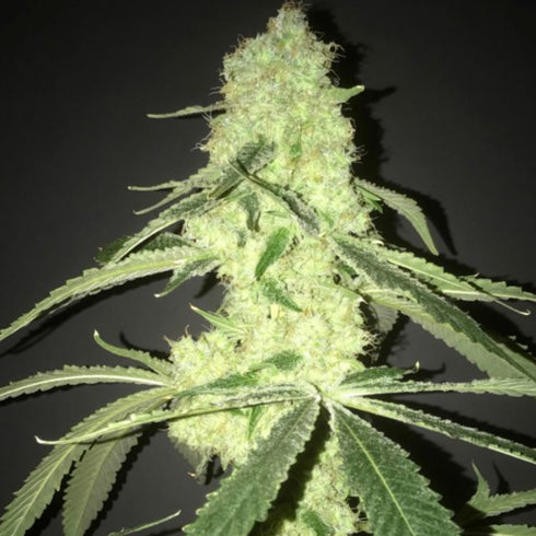 Pot Valley Seeds - Her Majestys Kush