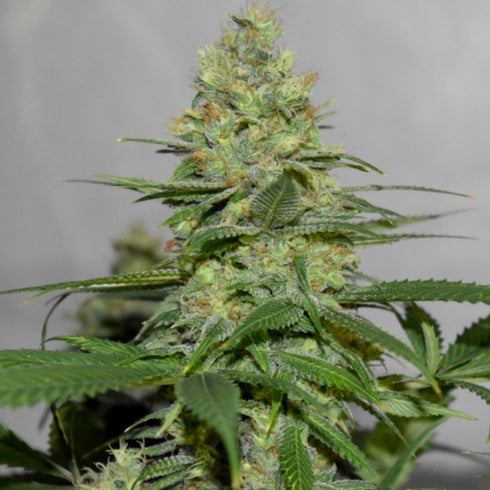 Pot Valley Seeds - Masters N Crime