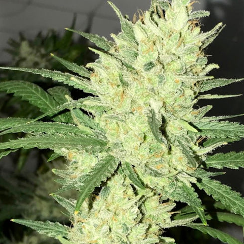 Pot Valley Seeds - Orange Snap