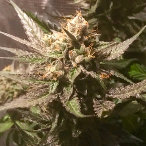 Pot Valley Seeds - Sour Moonfire