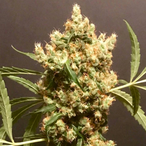 Pot Valley Seeds - Strawberry Marshmallow