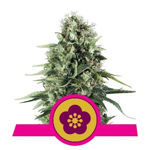 Royal Queen Seeds - Power Flower