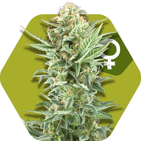 Zambeza Seeds - Power Kush