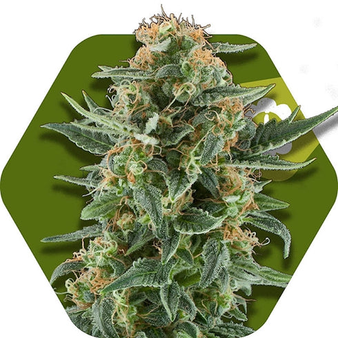 Zambeza Seeds - Power Plant XL Auto