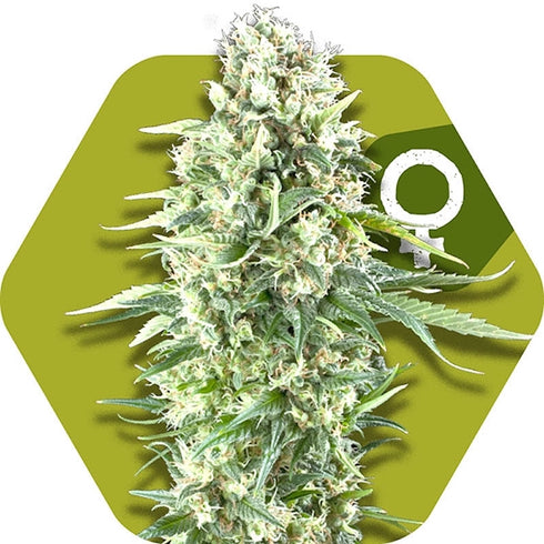 Zambeza Seeds - Power Plant XL