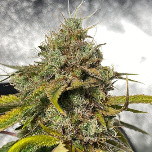Dark Horse Genetics - Power Ztone