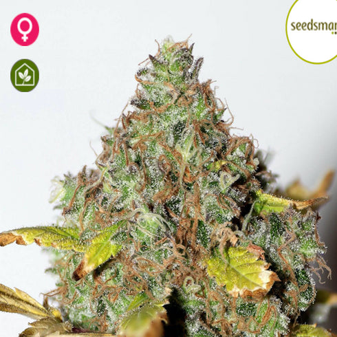 Seedsman - Power Africa