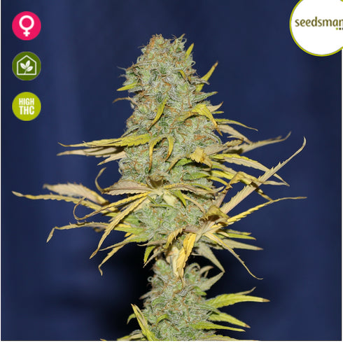 Seedsman - Power Africa Fast