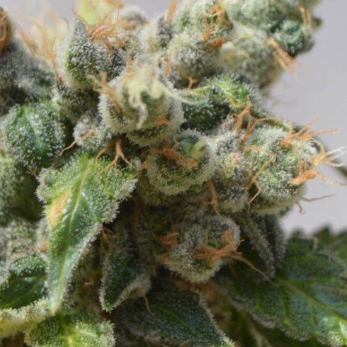 BSB Genetics - Power Plant