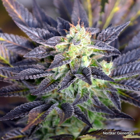 Norstar Genetics - Pretty Wicked