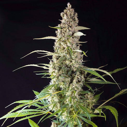 Super Sativa Seed Club - Prima Holandica