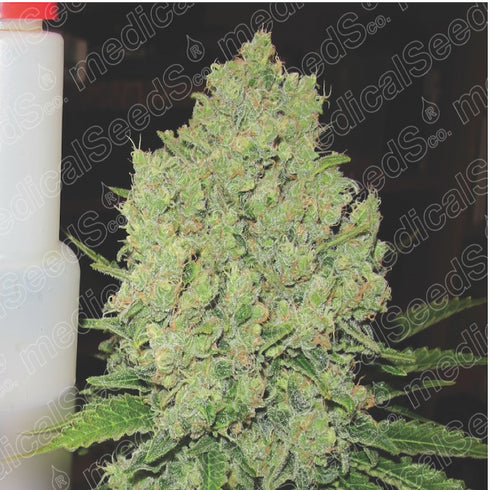 Medical Seeds - Prozack
