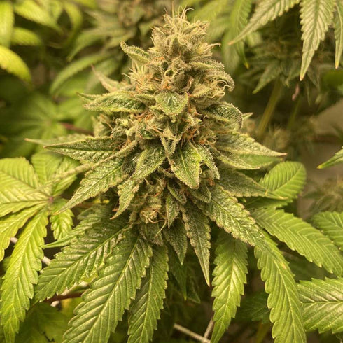 Conscious Genetics - Prozecco