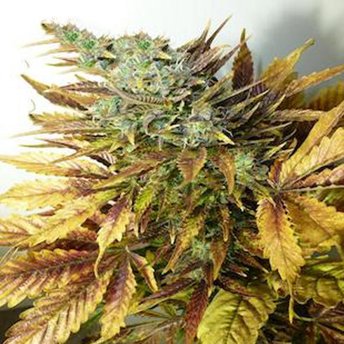Flash Seeds - Purple Sirius Kush Autoflowering