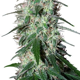 Buddha Seeds - Pulsar