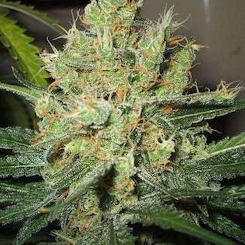 Nirvana Seeds - P.P.P. (Pure Power Plant)