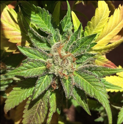 Mamiko Seeds - Pure Kush Cookies