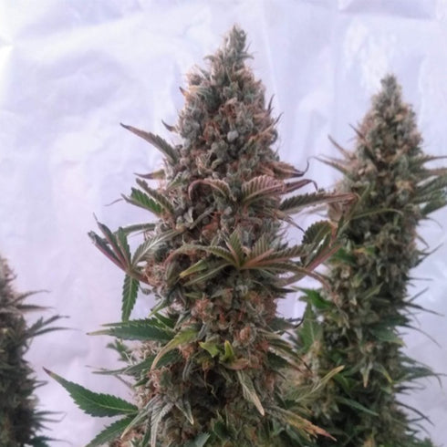 Female Seeds - Pure AK