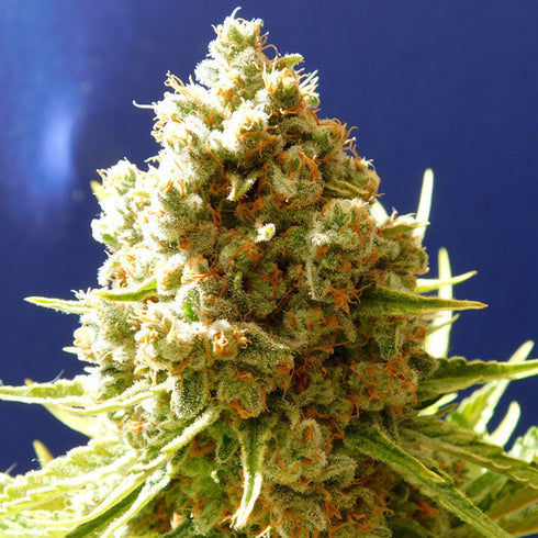 Original Sensible Seeds - Pure Kush