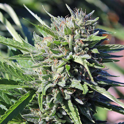 Subcool Seeds/TGA Genetics - Purgatory