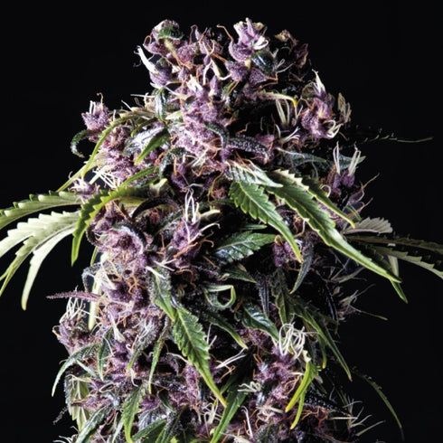 Pyramid Seeds - Purple