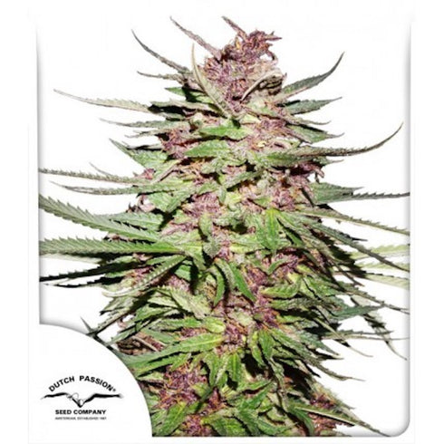 Dutch Passion - Purple #1