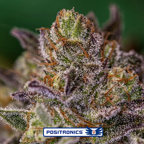 Positronic Seeds - Purple Cherry