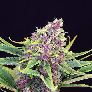 Kannabia Seeds - Purple Kush