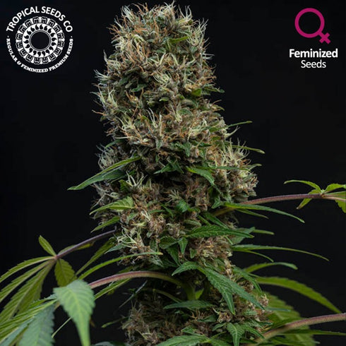 Tropical Seeds - Purple Nurple  (Limited Edition)