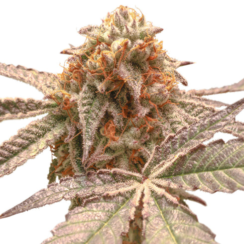 Super Sativa Seed Club - Purple OG Punch