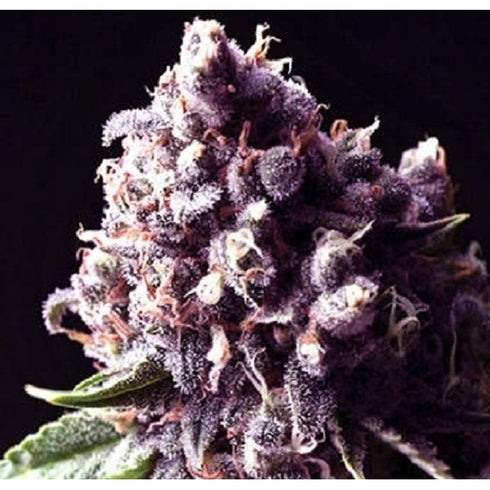 Sagarmatha Seeds - Purple Pinecone