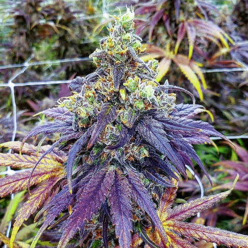 Good Buzz Genetics - Purple Urkle
